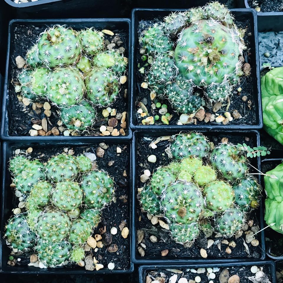 Xương rồng chuột việt size 2cm