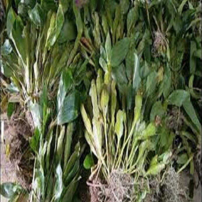 Hoa phong lan - kiều dẹt (khóm 3 cây,cao 35cm, bộ rễ khỏe)+ 700g phân thỏ hữu cơ