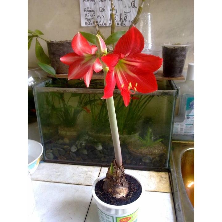 Bộ 2 củ hoa huệ tây - 1 củ hoa đỏ nhung và 1 củ hoa hồng đào