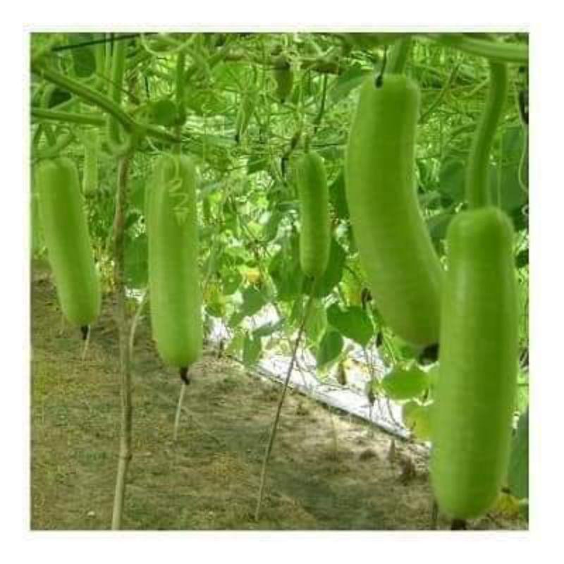 Hạt giống bầu xanh TN218 Trang Nông