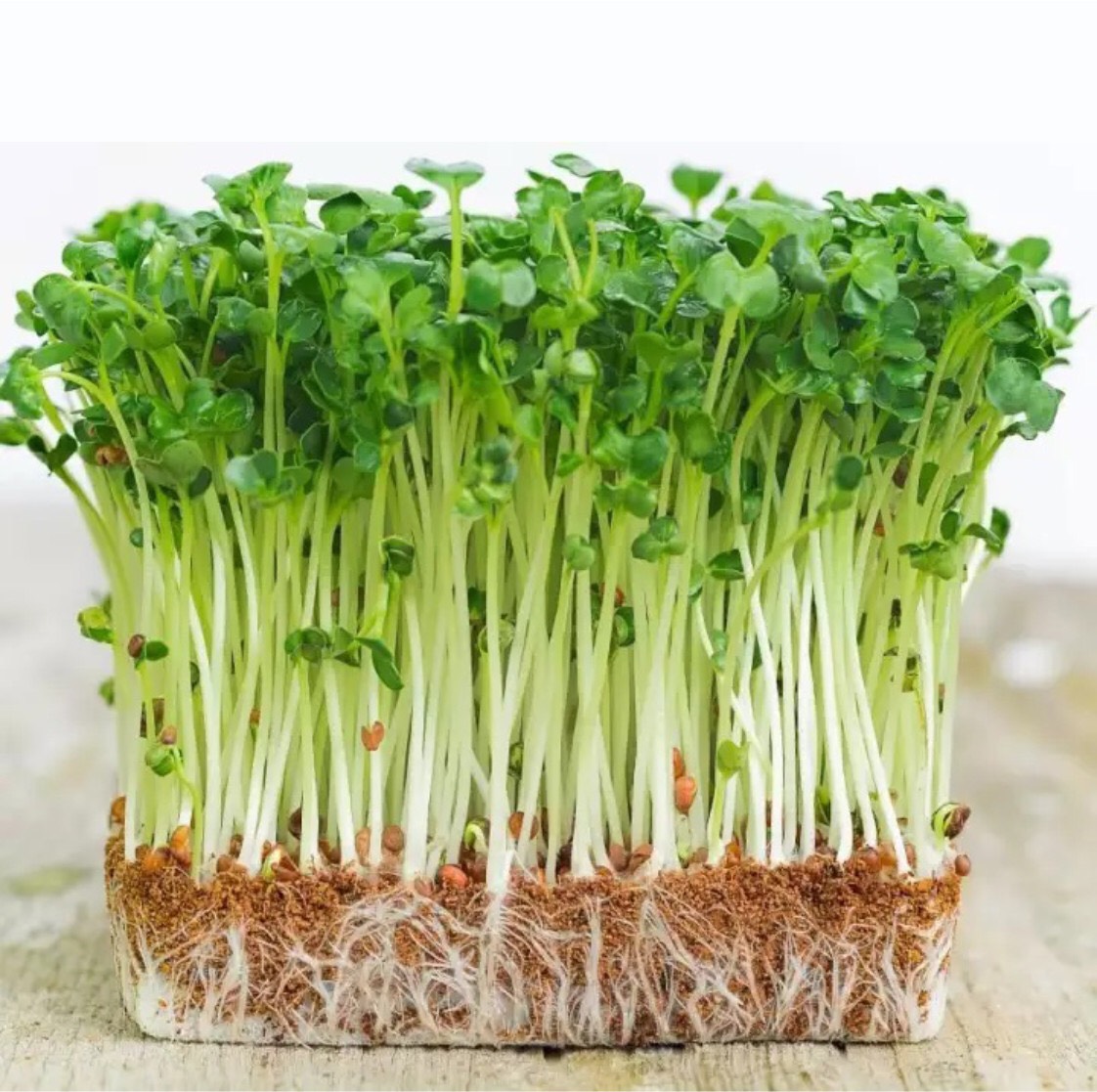 Hạt giống Mầm hướng dương 04