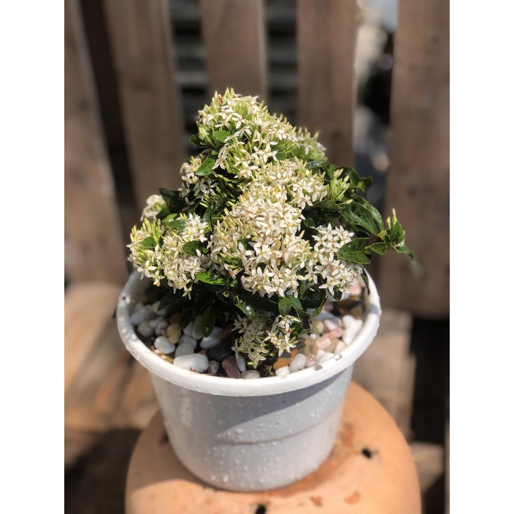 Chậu cây Trang Thái hoa màu trắng