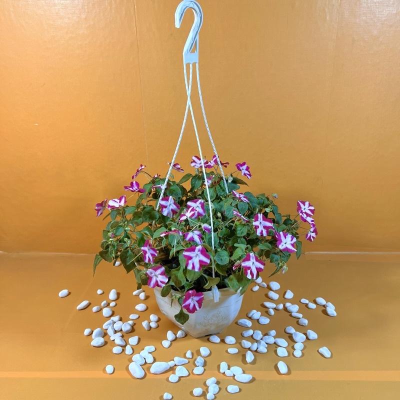 Chậu hoa ngọc thảo treo siêu hoa nhiều màu rực rỡ trang trí ban công, sân vườn dịp Tết