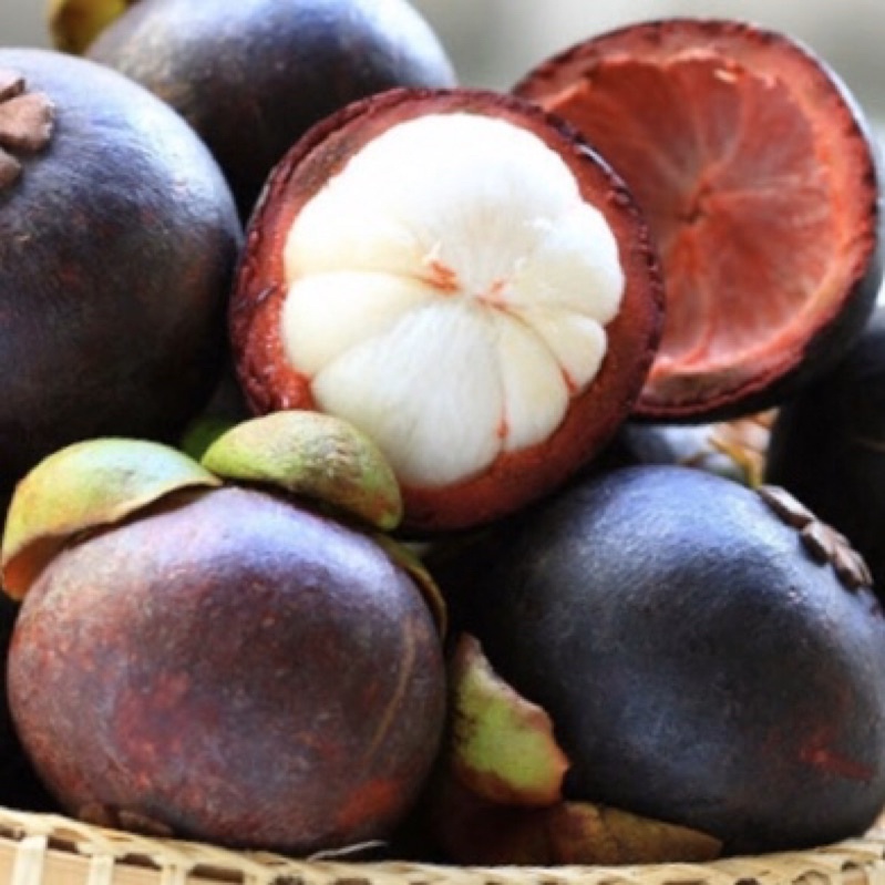 Cây măng cụt giống cây to giống tốt
