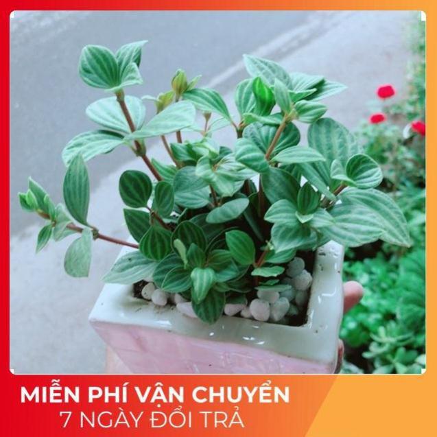 Chậu Cây Hột Xoàn