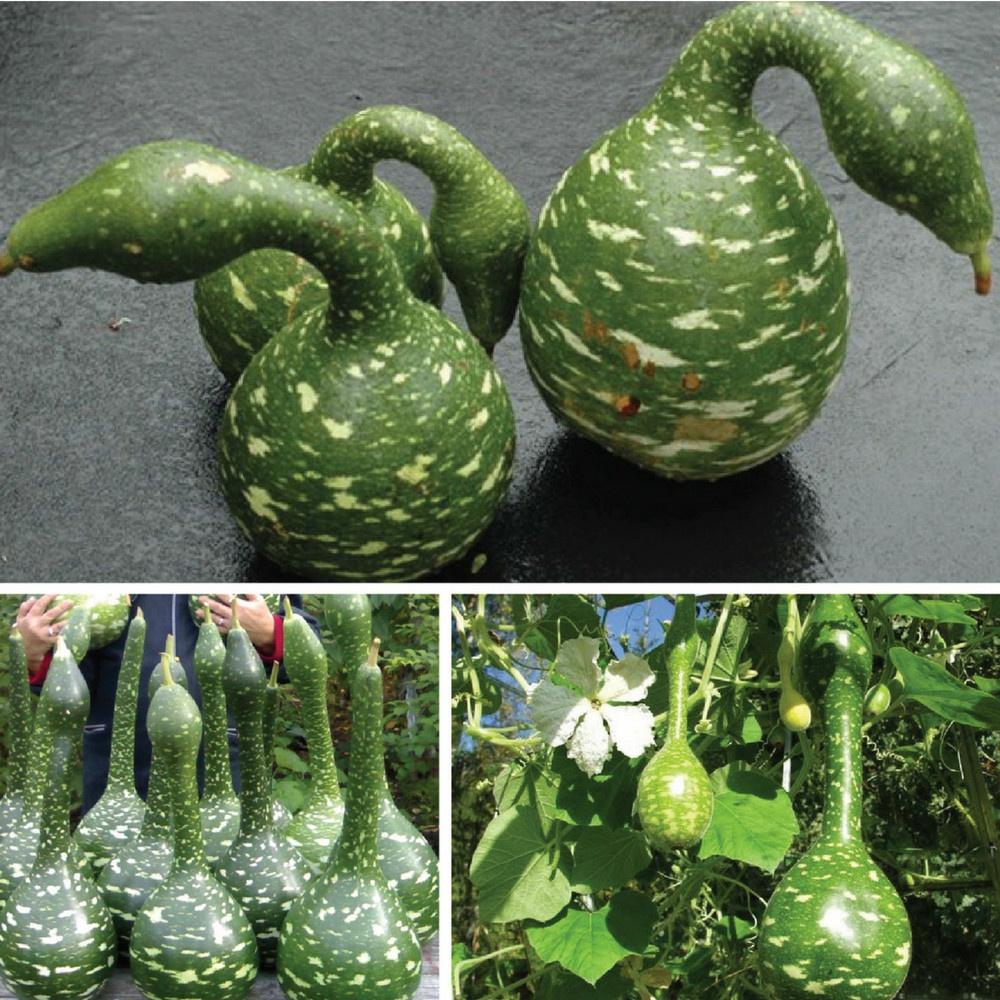 Hạt giống bầu thiên nga tặng kèm gói phân bón lót