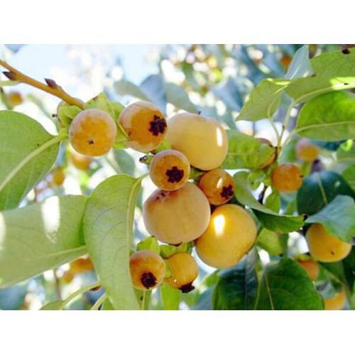 CÂY GIỐNG CÂY THỊ THƠM, QUẢ NGỌT- LOÀI CÂY VƯỢNG PHONG THỦY CHO GIA CHỦ
