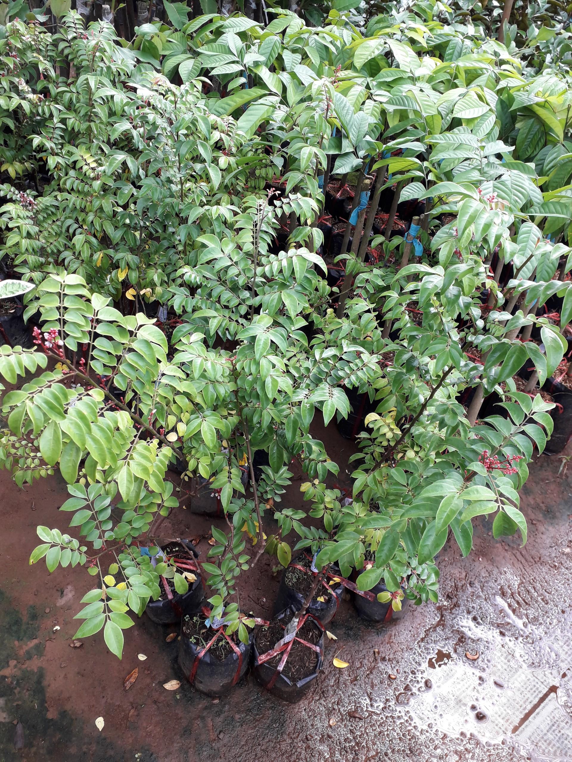 CÂY GIỐNG KHẾ NHẬT CHUA TRỒNG CHẬU