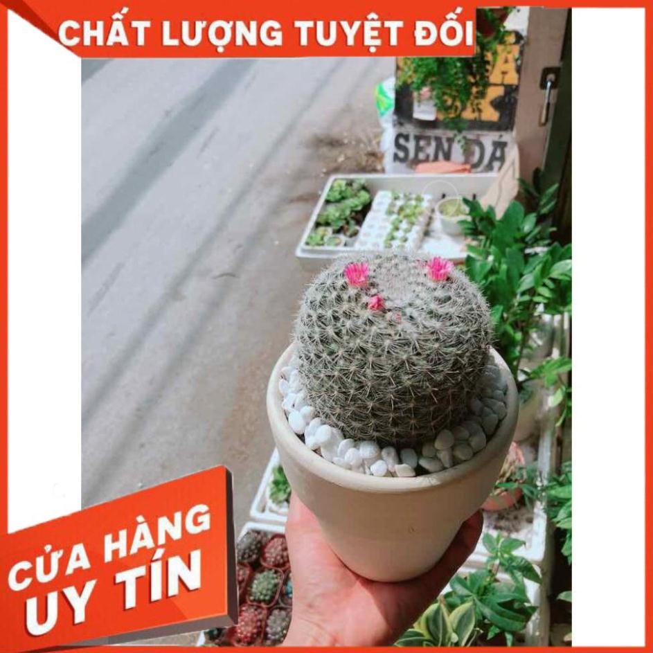 Chậu xương rồng nở hoa Nhiều Người Mua