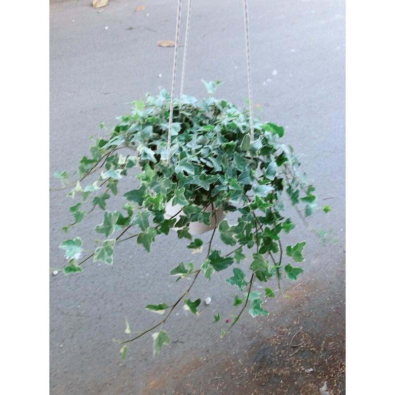 Chậu Thường Xuân