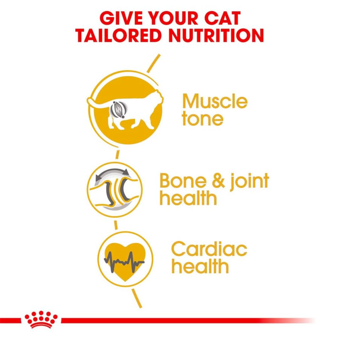 Thức Ăn Hạt Dành Cho Mèo Anh Lông Ngắn Trưởng Thành Royal Canin British Shorthair Adult