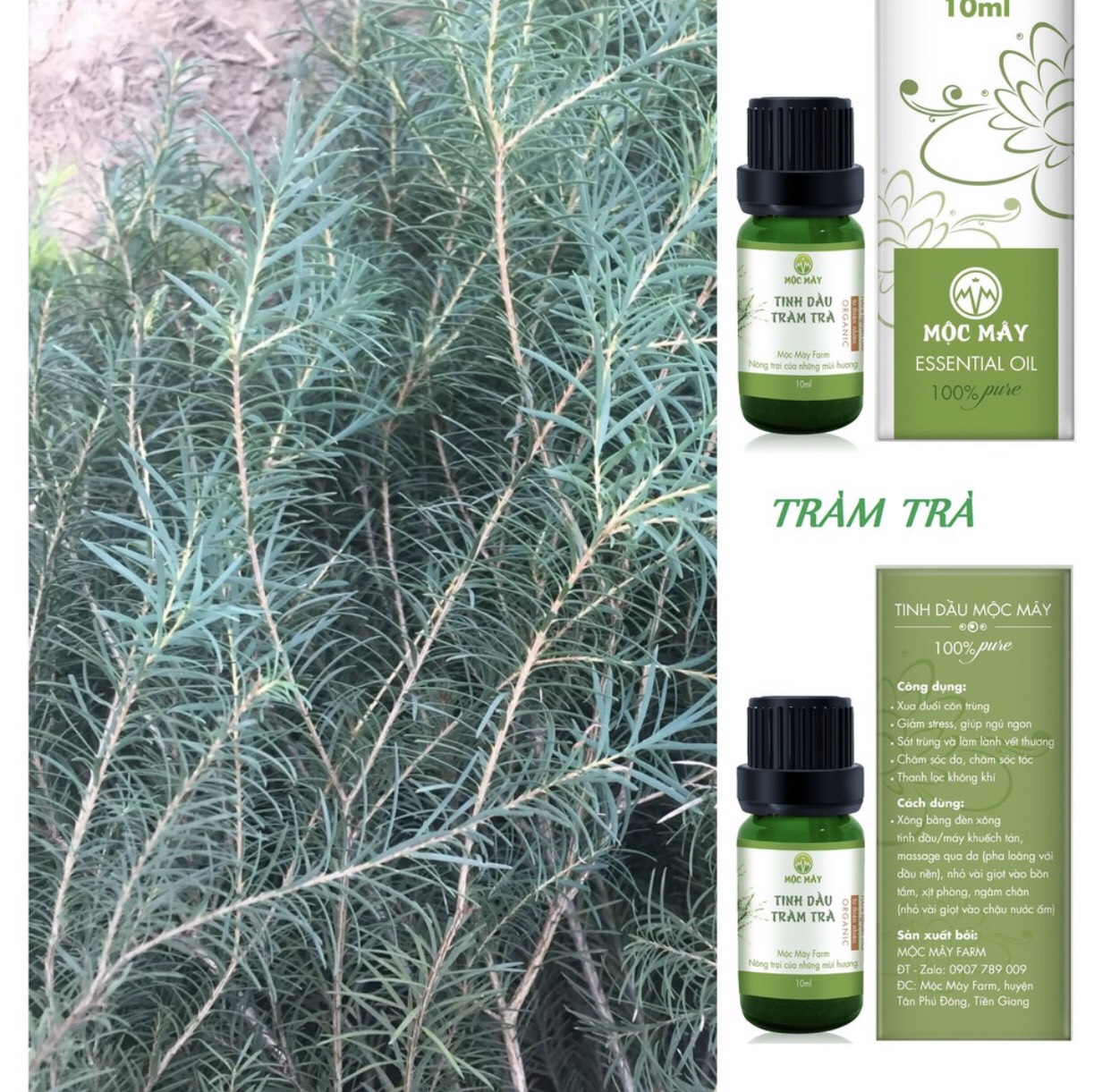 Tinh dầu Tràm Trà  Tea Tree Oil Mộc Mây chai 10ml