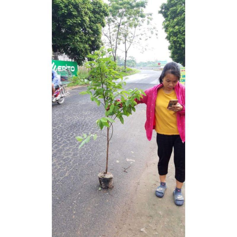 Na dai ta,cây choai nhanh cho quả