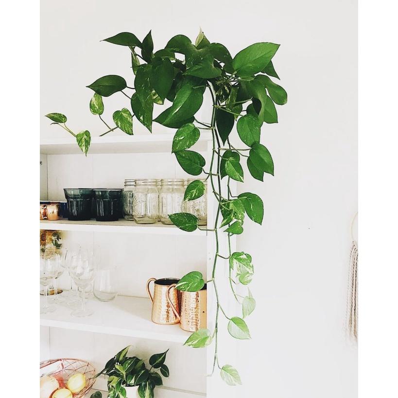 CÂY TRẦU BÀ LEO CỘT