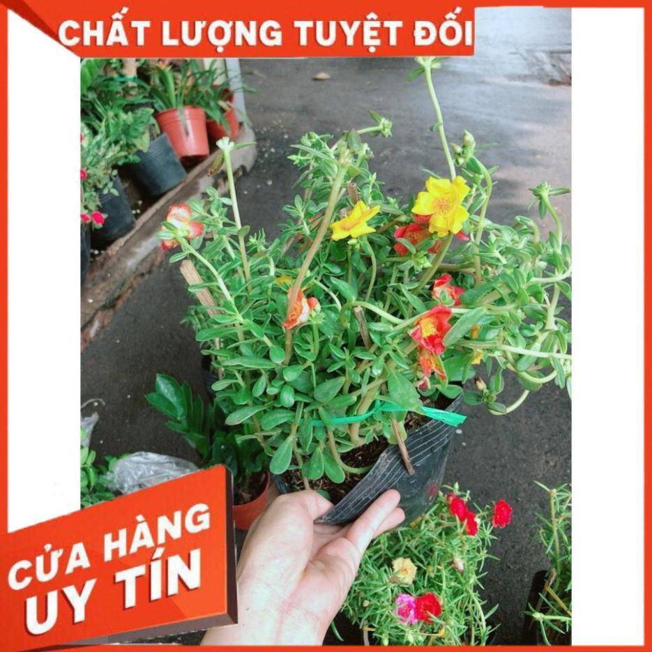 Hoa Mười Giờ Sam