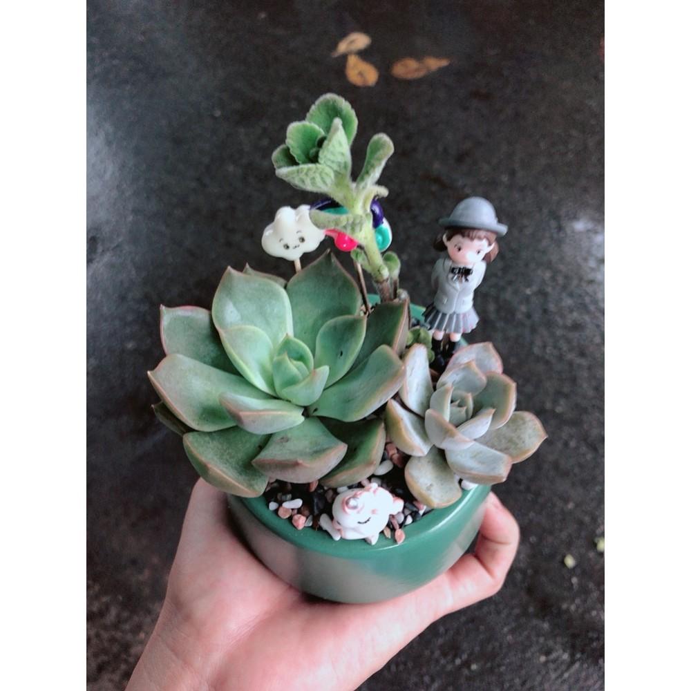 Chậu sen đá tiểu cảnh 3