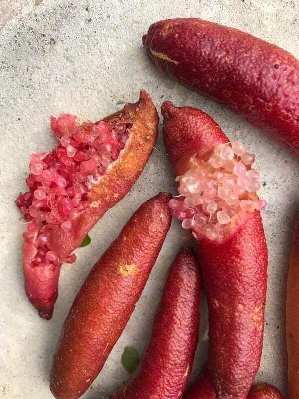 Cây Chanh Ngón Tay Ruột Đỏ