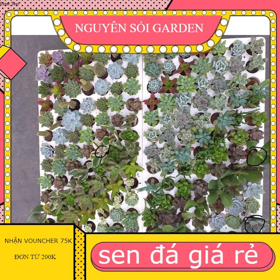 Sen đá vỉ mix 18 loại đến 24 loại
