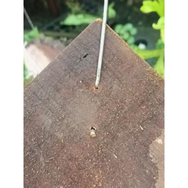 Bảng gỗ ghép tổ rồng