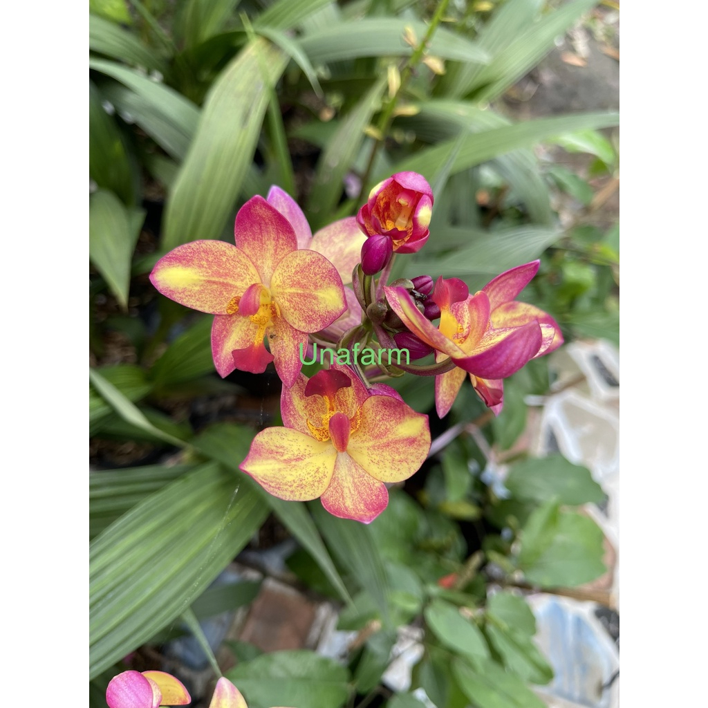 Hoa lan chu đỉnh màu mới