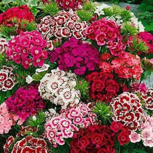 Hạt Giống Hoa Cẩm Chướng Chùm Mix 50 hạt