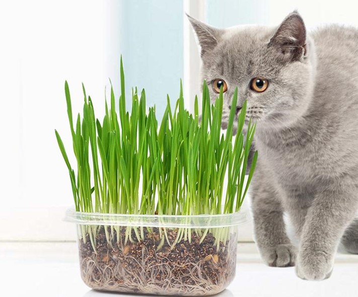 Hạt giống cỏ tươi cho chó, mèo, thú cưng gói 50g - Cỏ Mèo - Cỏ lúa mì (Cat Grass) - Hạt giống cỏ tươi cho mèo