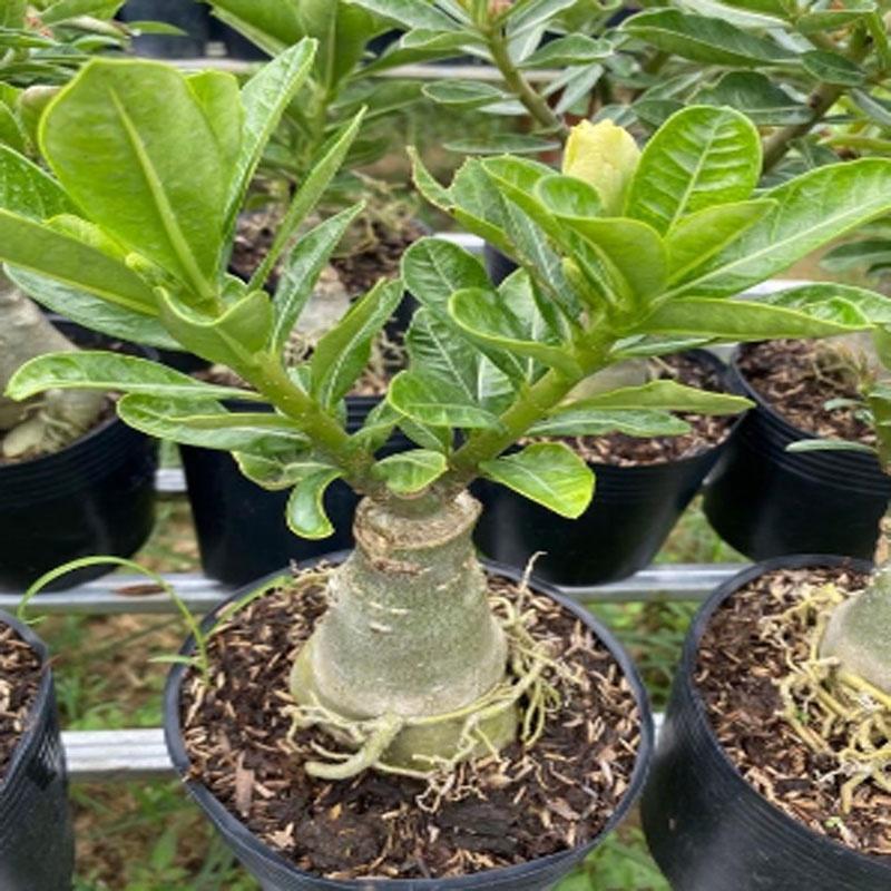 Cây Sứ Thái Kép Hoa Vàng - cây cảnh trong nhà + tặng phân bón cho cây mau lớn