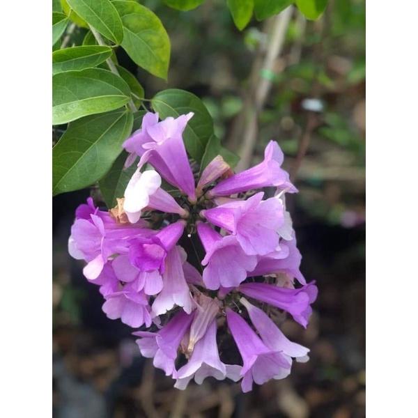 Cây hoa lan tỏi cao trên 1m