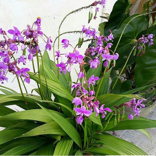 HẬU GIỐNG HOA ĐỊA LAN CHU ĐỈNH ĐỦ MÀU -CÓ 12 MÀU