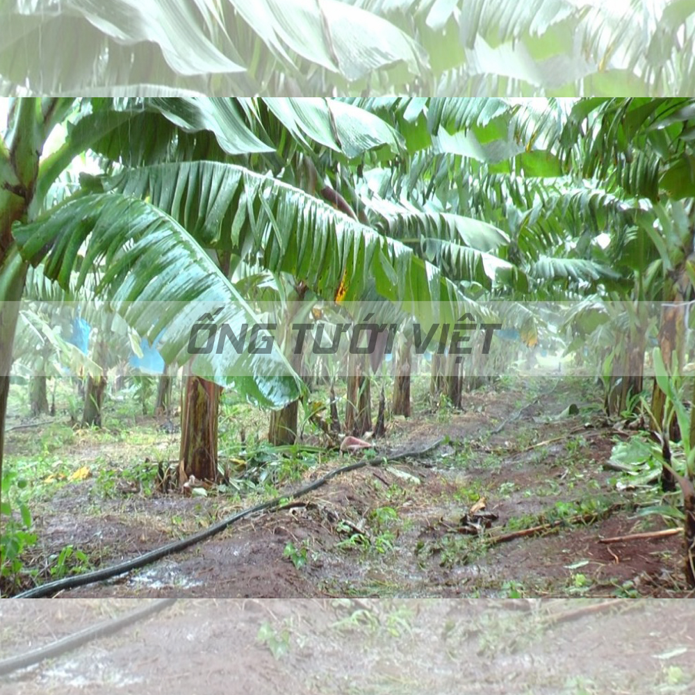 100m Ống dây tưới phun mưa Nguyễn Tân phi 42 | Ống mềm sử dụng trong hệ thống tưới nông nghiệp