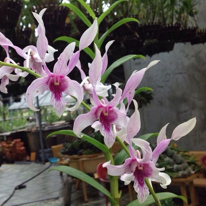 Cây giống dendro nắng thơm đủ màu, siêu hoa, hoa siêu thơm - cgdrndm