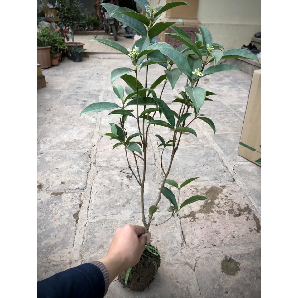 Cây mộc hương ta hoa thơm 50-60 cm đang có hoa - hàng mới về số lượng có hạn