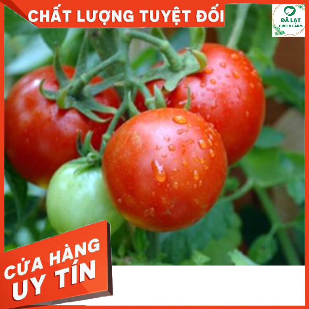 CÀ CHUA QUẢ TO CHỊU NHIỆT (CAO SẢN)_50 HẠT