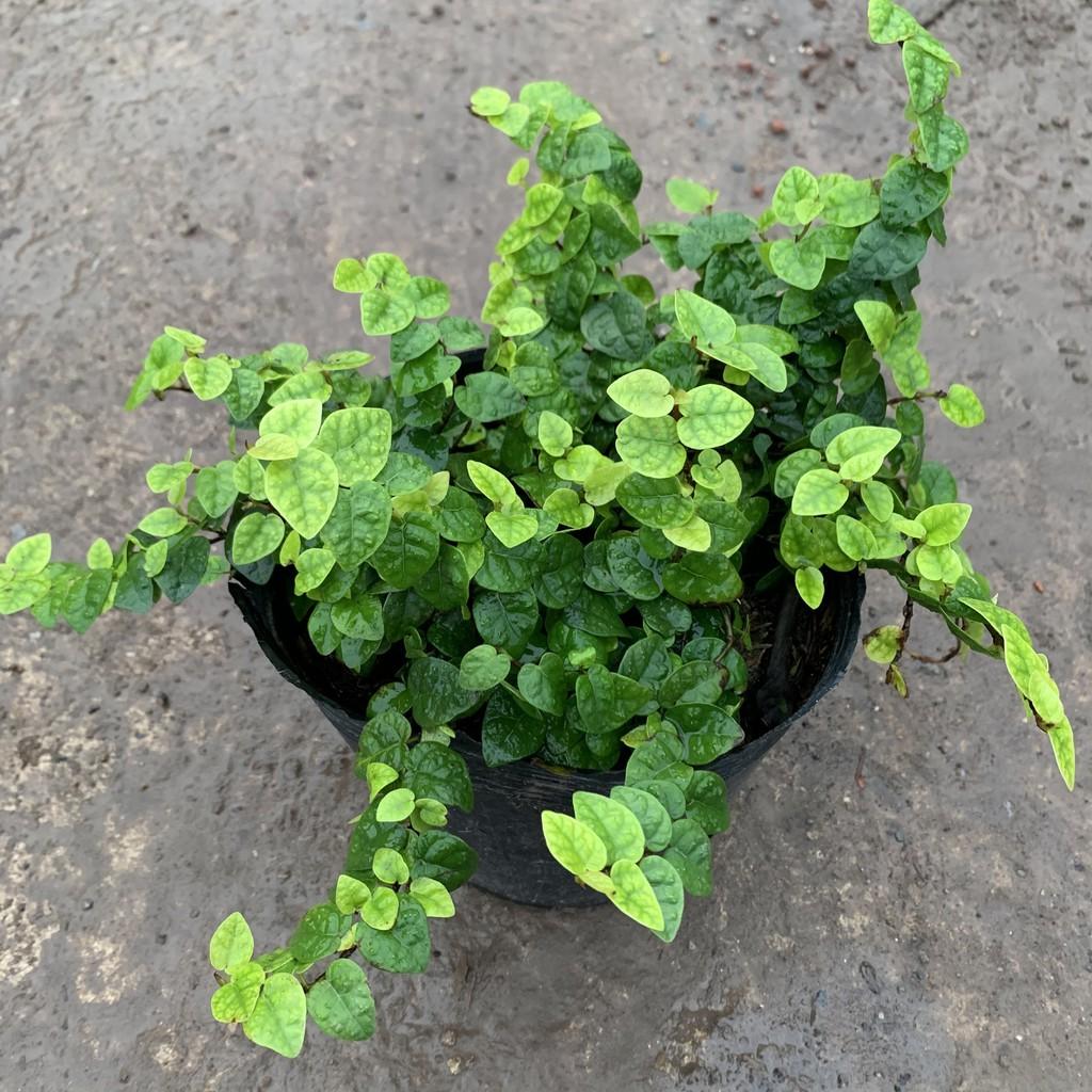 Cây hoa thanh xà leo rủ trồng chậu treo dài 25cm, cây nở hoa cảnh nở quanh năm, cực đẹp mắt, trồng treo tường, ban công