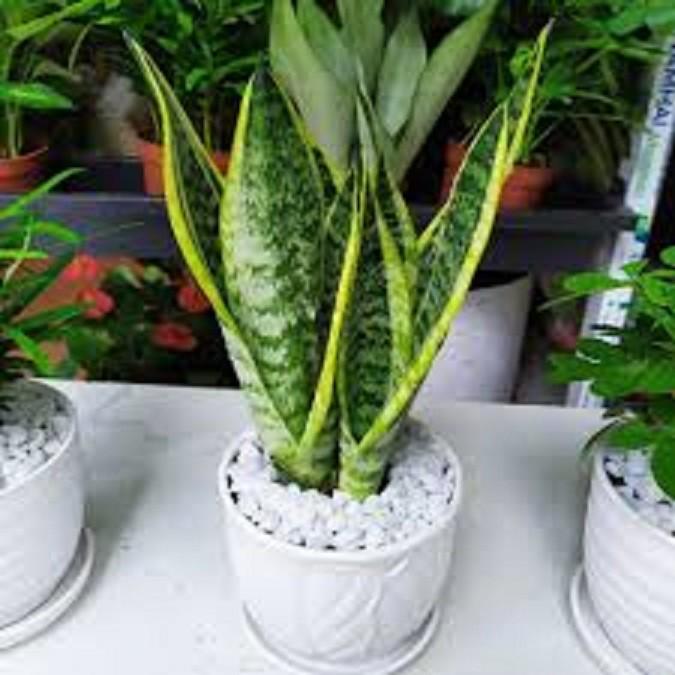 CÂY LƯỠI HỔ SIÊU LÙN SIÊU ĐẸP HÀNG THÁI,CÂY PHONG THỦY ĐỂ BÀN VƯỢNG KHÍ CHO GIA CHỦ