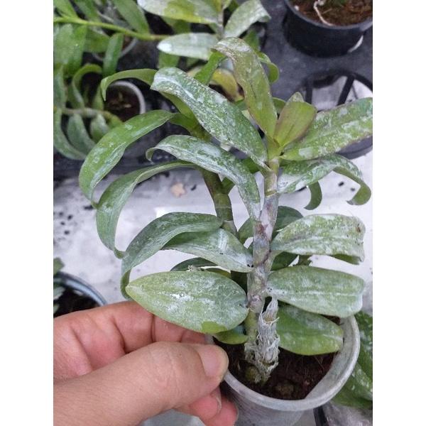 PHI ĐIỆP TRƯỜNG SƠN