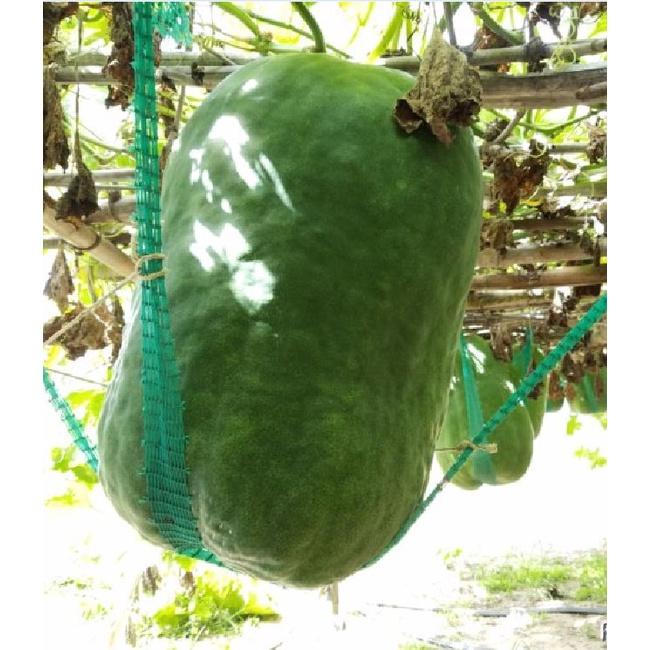 Combo 2 gói Hạt Giống Bí Đao Khổng Lồ- Gói 5 hạt-tặng kèm gói phân bón lót