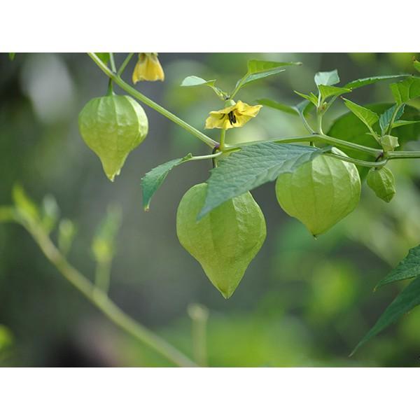 Hạt giống anh đào đất - tầm bóp