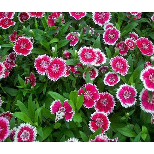 Hạt Giống Hoa Cẩm Chướng Mix 50 hạt