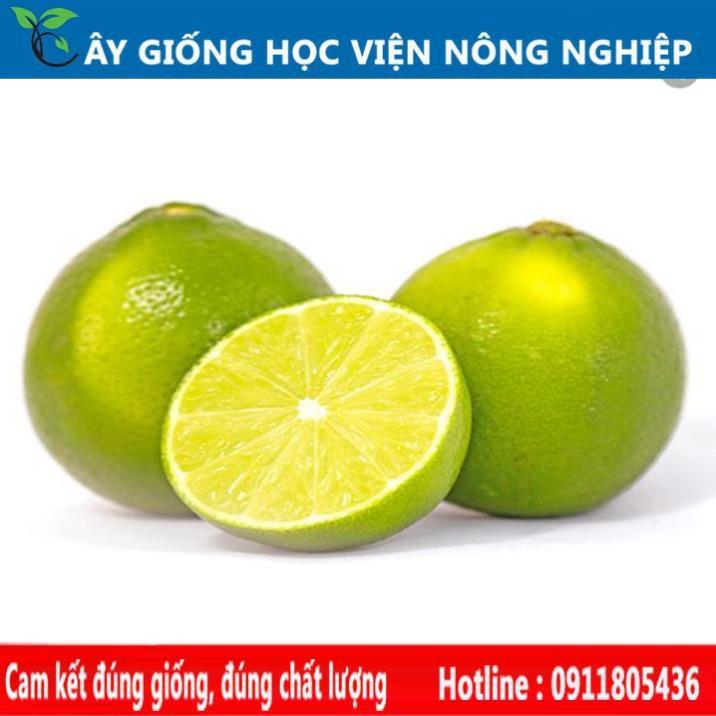 Sản phẩm Cây Ăn Trái cây giống chanh không hạt