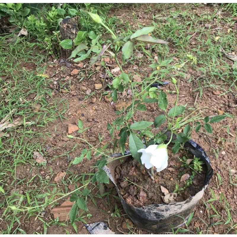 Cây Hoa hồng bạch ho - bầu to, cây trưởng thành