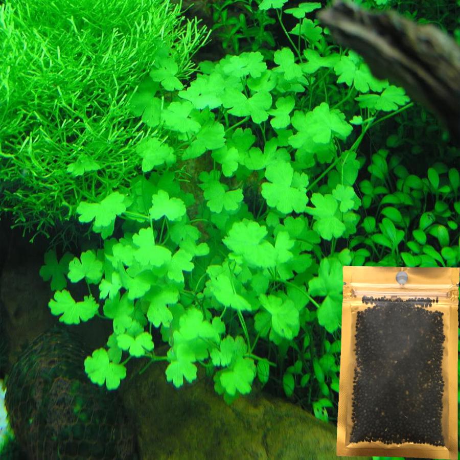 Hạt Giống Thủy Sinh - Cây cỏ trái tim gói 10g