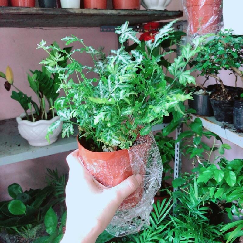Dương Sỉ Thái