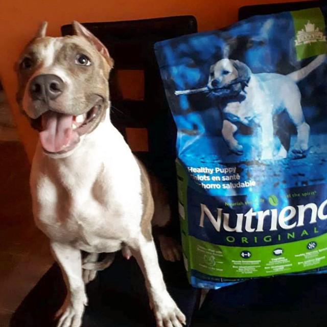 Thức Ăn Cho Chó Con Nutrience Original Bao 2,5kg Phát Triển Trí Não, Dầu Cá Hồi Giúp Da Lông Bóng Mượt Thịt Gà Trái Cây