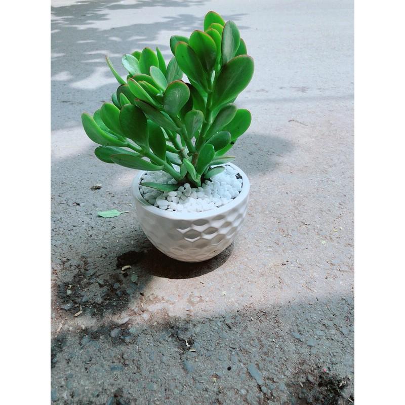 Chậu Cây Ngọc Bích