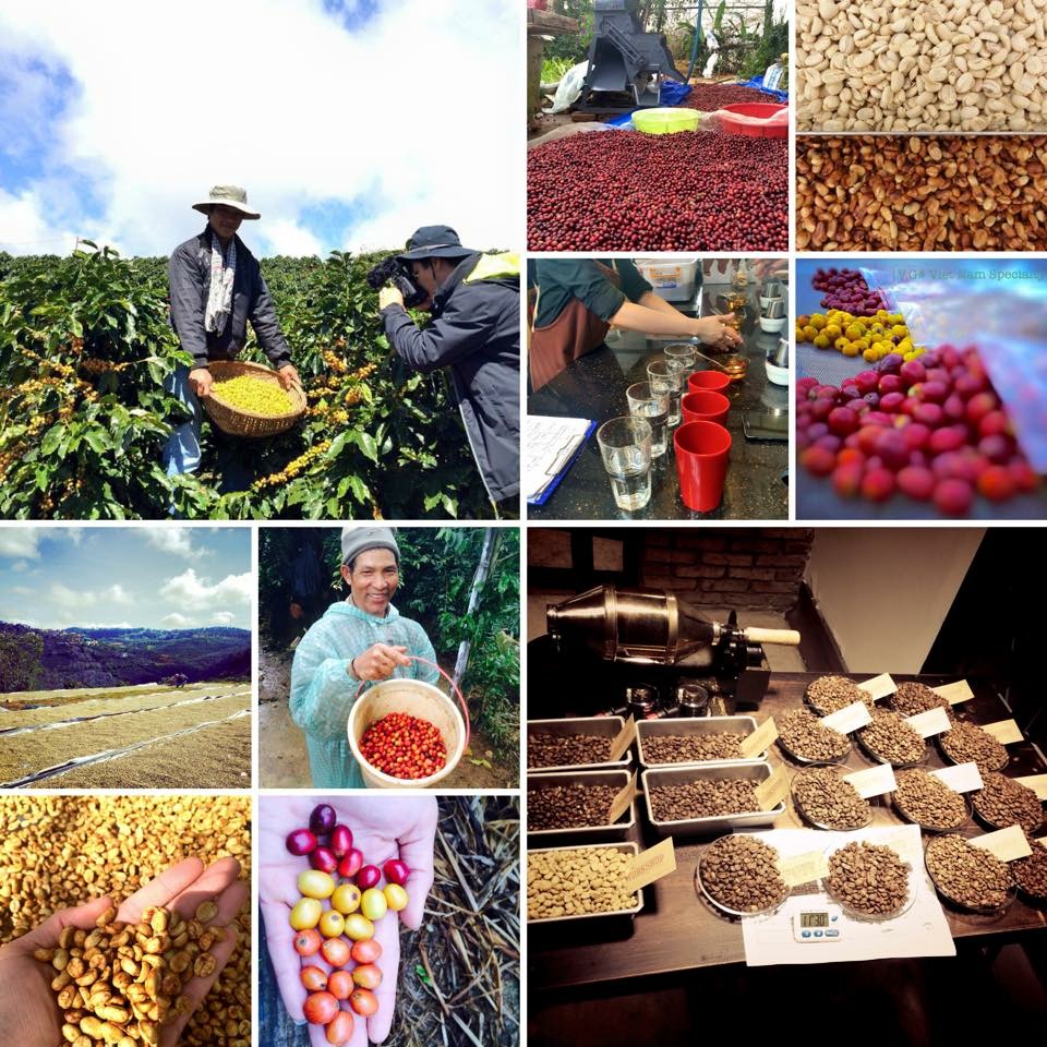 Cà phê bột 100% nguyên chất truyền thống số 2  Coffee Tree gu vừa vị chuẩn truyền thống