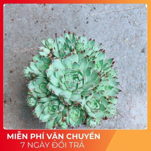 Sen Phật Bà
