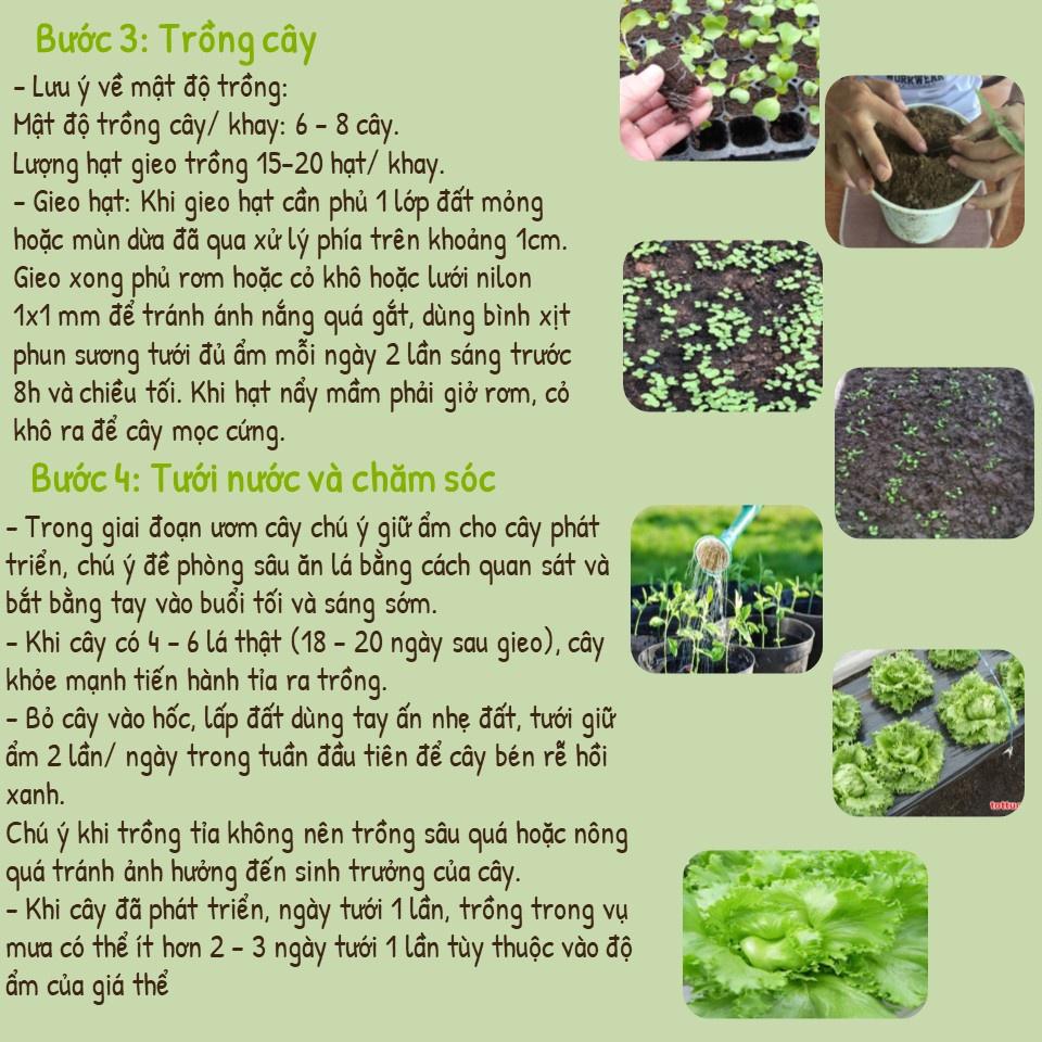 Hạt Giống Xà Lách Minetto - Hạt Giống Chất Lượng - Phú Nông Seeds