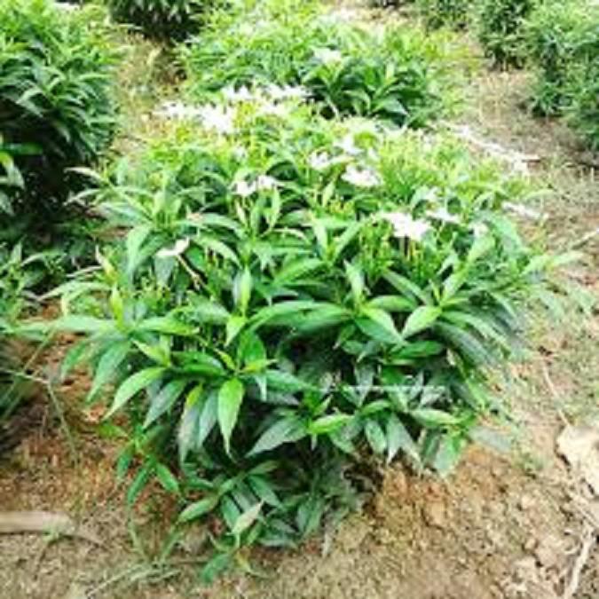 CÂY MAI VẠN PHÚC - CÂY TO
