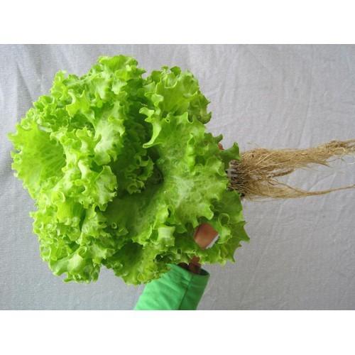 HẠT GIỐNG XÀ LÁCH XOĂN CAO SẢN - GÓI 5GR